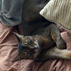 Подробнее об объявлении «Пропала кошка Бронницы» Фото: пропала кошка Абиссинская кошка «Пропала кошка Бронницы» в г. Бронницы