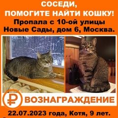 Подробнее об объявлении «Пропала кошка на шее ошейник от паразитов Москва» Фото: пропала кошка  «Пропала кошка на шее ошейник от паразитов Москва» в г. Москва