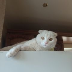 Подробнее об объявлении «Пропал кот Апрелевка» Фото: пропала кошка Британская короткошерстная кошка «Пропал кот Апрелевка» в г. Апрелевка