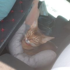 Подробнее об объявлении «Пропала кошка Бронницы» Фото: пропала кошка Абиссинская кошка «Пропала кошка Бронницы» в г. Бронницы