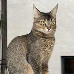 Подробнее об объявлении «Пропала кошка Сертолово» Фото: пропала кошка  «Пропала кошка Сертолово» в г. Сертолово