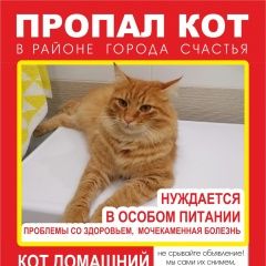 Подробнее об объявлении «Волгодонск Пропала кошка» Фото: пропала кошка  «Волгодонск Пропала кошка» в г. Волгодонск