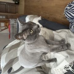 Подробнее об объявлении «Одинцово Пропал кот серый, стриженый, уже чуть обросший.» Фото: пропала кошка  «Одинцово Пропал кот серый, стриженый, уже чуть...» в г. Одинцово