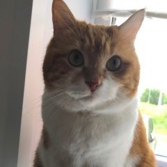 Подробнее об объявлении «Кстово Пропала кошка» Фото: пропала кошка Курильский бобтейл «Кстово Пропала кошка» в г. Кстово