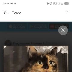 Картинка пропала кошка В городе Вязники запропастилась кошечька. Вязники