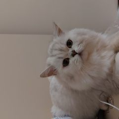 Подробнее об объявлении «Пропал кот Новый Уренгой» Фото: пропала кошка  «Пропал кот Новый Уренгой» в г. Новый Уренгой
