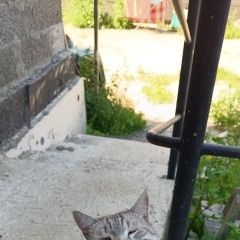 Картинка пропала кошка В городе Екатеринбург потерялся котик. Екатеринбург
