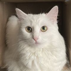 Подробнее об объявлении «Пропала кошка Ставрополь» Фото: пропала кошка  «Пропала кошка Ставрополь» в г. Ставрополь