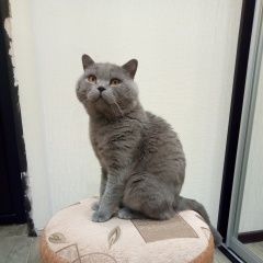 Подробнее об объявлении «Пропал кот помогите найти кота. Венев» Фото: пропала кошка Британская короткошерстная кошка «Пропал кот помогите найти кота. Венев» в г. Венев