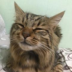 Подробнее об объявлении «Пропал кот Балаклава» Фото: пропала кошка Бобтейл «Пропал кот Балаклава» в г. Балаклава