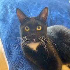 Подробнее об объявлении «Пропал кот Немчиновка» Фото: пропала кошка  «Пропал кот Немчиновка» в г. Немчиновка