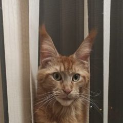 Подробнее об объявлении «Пропала кошка Балаклава» Фото: пропала кошка Мейн-кун «Пропала кошка Балаклава» в г. Балаклава