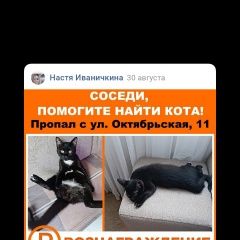 Подробнее об объявлении «Пропал кот выпал из окна, 25. 08 Железнодорожный (Московск.)» Фото: пропала кошка  «Пропал кот выпал из окна, 25. 08...» в г. Железнодорожный (Московск.)