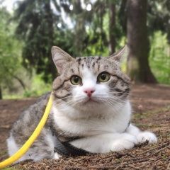 Подробнее об объявлении «Пропал кот Сходня» Фото: пропала кошка  «Пропал кот Сходня» в г. Сходня