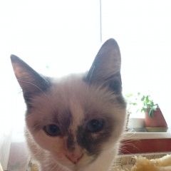 Подробнее об объявлении «Пропала кошка Загорянский» Фото: пропала кошка  «Пропала кошка Загорянский» в г. Загорянский