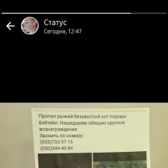 Подробнее об объявлении «Пропал кот награда $500 Баку» Фото: пропала кошка Бобтейл «Пропал кот награда $500 Баку» в г. Баку