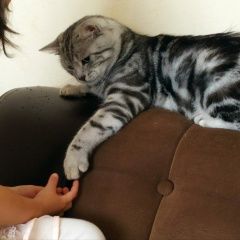 Подробнее об объявлении «Пропал кот Грозный» Фото: пропала кошка  «Пропал кот Грозный» в г. Грозный