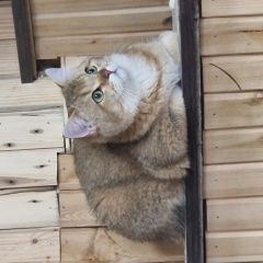 Подробнее об объявлении «Пропал кот Кировск» Фото: пропала кошка Британская короткошерстная кошка «Пропал кот Кировск» в г. Кировск