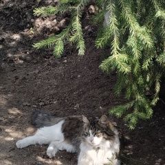 Подробнее об объявлении «Луга Пропала кошка даём вознаграждение за возвращение любим» Фото: пропала кошка  «Луга Пропала кошка даём вознаграждение за...» в г. Луга