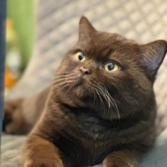 Подробнее об объявлении «Новая Усмань Пропал кот шоколадный британский кот» Фото: пропала кошка Британская короткошерстная кошка «Новая Усмань Пропал кот шоколадный британский кот» в г. Новая Усмань