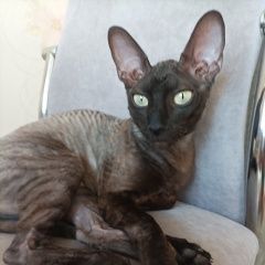 Подробнее об объявлении «Пропала кошка Ставрополь» Фото: пропала кошка Корниш-рекс «Пропала кошка Ставрополь» в г. Ставрополь