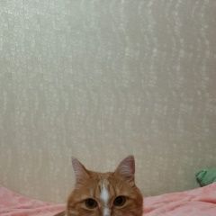 Подробнее об объявлении «Пропал кот Мценск» Фото: пропала кошка  «Пропал кот Мценск» в г. Мценск