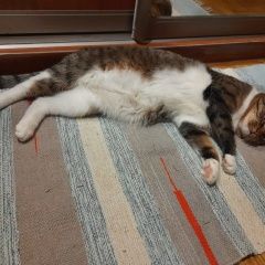 Подробнее об объявлении «Пропала кошка снт шихово 565 участок Звенигород» Фото: пропала кошка  «Пропала кошка снт шихово 565 участок Звенигород» в г. Звенигород