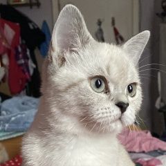 Подробнее об объявлении «Пропала кошка Алексин» Фото: пропала кошка  «Пропала кошка Алексин» в г. Алексин