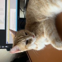 Подробнее об объявлении «Пропал кот Павловск (Воронежская обл.)» Фото: пропала кошка  «Пропал кот Павловск (Воронежская обл.)» в г. Павловск (Воронежская обл.)