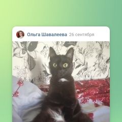 Подробнее об объявлении «Пропала кошка Первоуральск» Фото: пропала кошка  «Пропала кошка Первоуральск» в г. Первоуральск