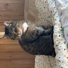 Подробнее об объявлении «Пропал кот в районе снт восход ( ) Пущино» Фото: пропала кошка  «Пропал кот в районе снт восход ( ) Пущино» в г. Пущино