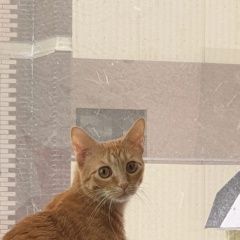 Подробнее об объявлении «Пропал кот рыжий кот Ставрополь» Фото: пропала кошка  «Пропал кот рыжий кот Ставрополь» в г. Ставрополь