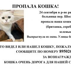 Картинка пропала кошка В городе Юрга запропастилась кисочка. Юрга