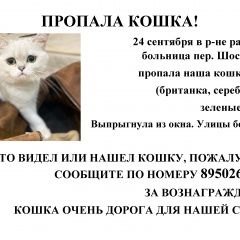 Подробнее об объявлении «Юрга Пропала кошка» Фото: пропала кошка Британская короткошерстная кошка «Юрга Пропала кошка» в г. Юрга