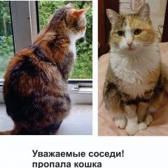 Картинка пропала кошка В городе Красногорск запропастилась кисочка. Красногорск