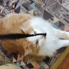 Подробнее об объявлении «Городище (Пензенская обл.) Пропал кот зовут заец, вес 7-8 кг. рыжий» Фото: пропала кошка  «Городище (Пензенская обл.) Пропал кот зовут...» в г. Городище (Пензенская обл.)