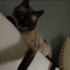 Подробнее об объявлении «Пропал кот, пер удачный Шахты» Фото: пропала кошка  «Пропал кот, пер удачный Шахты» в г. Шахты