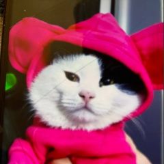 Подробнее об объявлении «Пропал кот ушел кот и не вернулся Нальчик» Фото: пропала кошка  «Пропал кот ушел кот и не вернулся Нальчик» в г. Нальчик