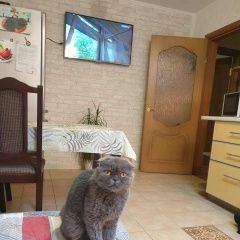 Картинка пропала кошка В городе Анапа потерялась киса. Анапа