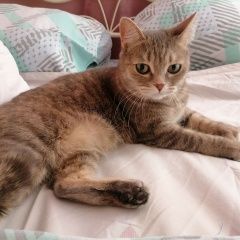 Подробнее об объявлении «Пропала кошка откликается на молли Югорск» Фото: пропала кошка  «Пропала кошка откликается на молли Югорск» в г. Югорск