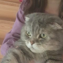 Подробнее об объявлении «Пропал кот шотландский вислоухий Кольчугино» Фото: пропала кошка Скоттиш фолд (шотландская вислоухая) «Пропал кот шотландский вислоухий Кольчугино» в г. Кольчугино