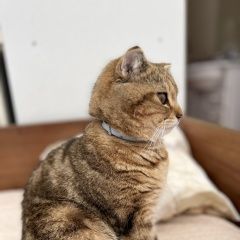 Подробнее об объявлении «Пропал кот заплачу вознаграждение за находку кота Ялта» Фото: пропала кошка  «Пропал кот заплачу вознаграждение за находку...» в г. Ялта