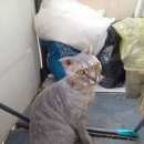 Подробнее об объявлении «Пропала кошка Томск» Фото: пропала кошка  «Пропала кошка Томск» в г. Томск