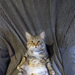 Подробнее об объявлении «Пропал кот миша Салтыковка» Фото: пропала кошка  «Пропал кот миша Салтыковка» в г. Салтыковка