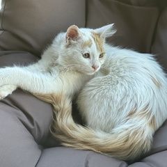 Подробнее об объявлении «Пропал кот белый котенок Загорянский» Фото: пропала кошка  «Пропал кот белый котенок Загорянский» в г. Загорянский