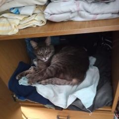 Подробнее об объявлении «Пропал кот Ставрополь» Фото: пропала кошка  «Пропал кот Ставрополь» в г. Ставрополь