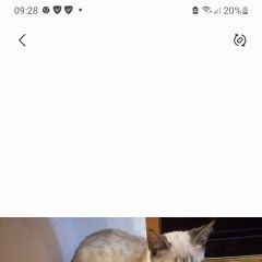 Подробнее об объявлении «Пропала кошка котёнок Ноябрьск» Фото: пропала кошка Сиамская кошка «Пропала кошка котёнок Ноябрьск» в г. Ноябрьск