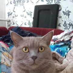 Подробнее об объявлении «Курск Пропал кот помогите пожалуйста найти кота.» Фото: пропала кошка Британская короткошерстная кошка «Курск Пропал кот помогите пожалуйста найти кота.» в г. Курск