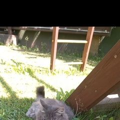 Подробнее об объявлении «Пропал кот сибирский Звенигород» Фото: пропала кошка Сибирская кошка «Пропал кот сибирский Звенигород» в г. Звенигород