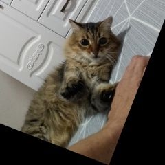 Подробнее об объявлении «Кохма Пропал кот» Фото: пропала кошка  «Кохма Пропал кот» в г. Кохма